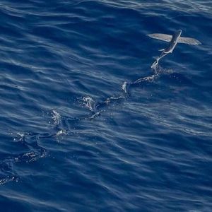 Meet your Posher, Jeffrey